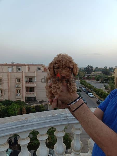 Available pure toy poodle haigh quality 13