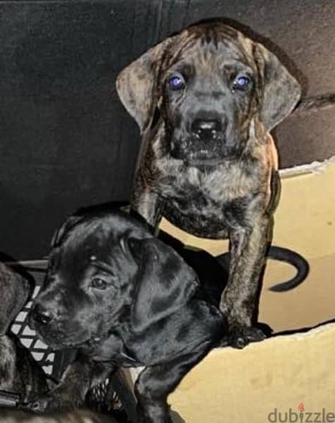 Presa Canario Puppies “GIRLS” 6