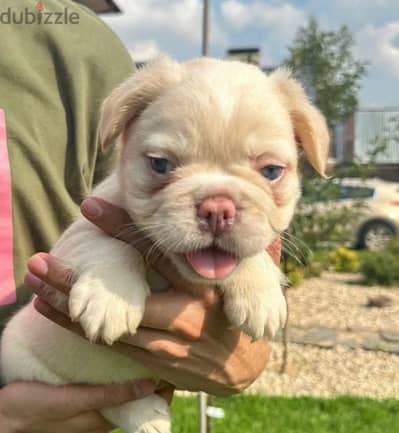 French bulldog puppy fluffy boy from Russia