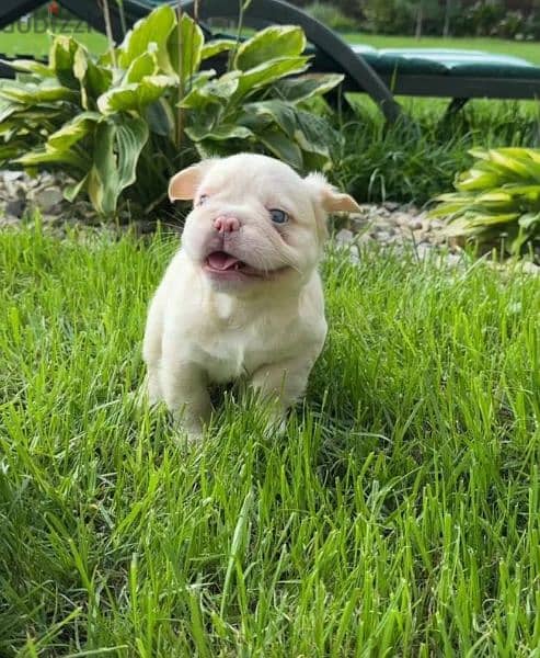 French bulldog puppy fluffy boy from Russia 1