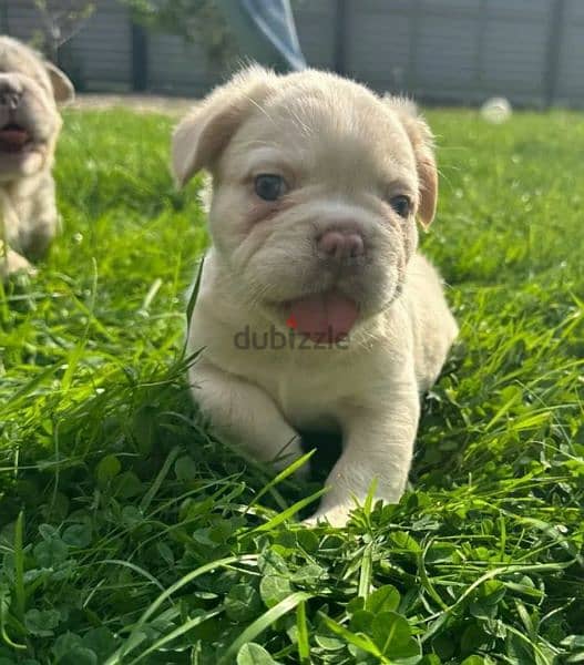 French bulldog puppy fluffy boy from Russia 2