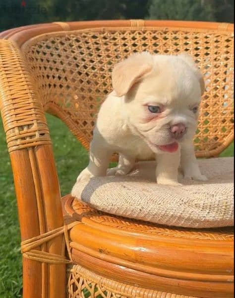 French bulldog puppy fluffy boy from Russia 3