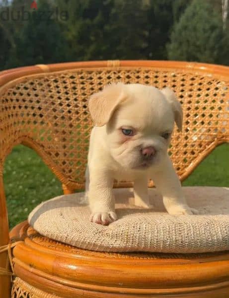 French bulldog puppy fluffy boy from Russia 4