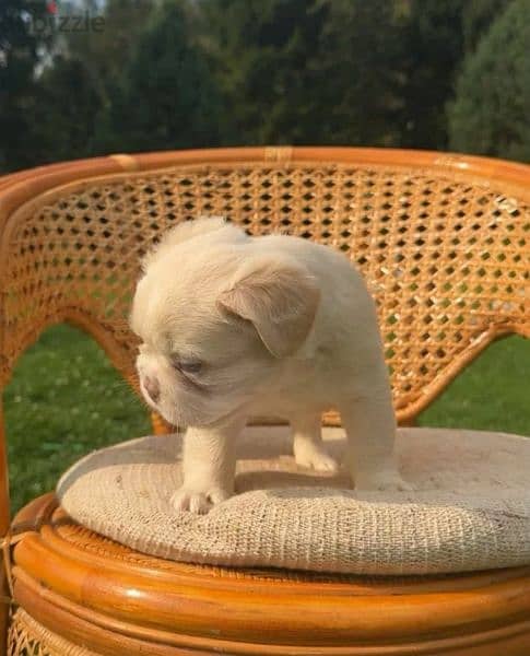 French bulldog puppy fluffy boy from Russia 5