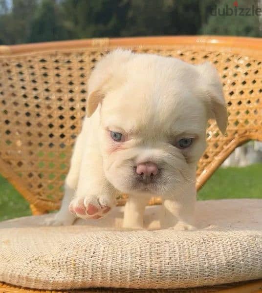 French bulldog puppy fluffy boy from Russia 6