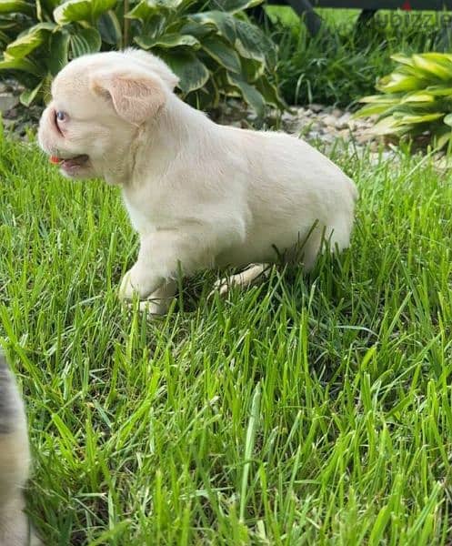 French bulldog puppy fluffy boy from Russia 7