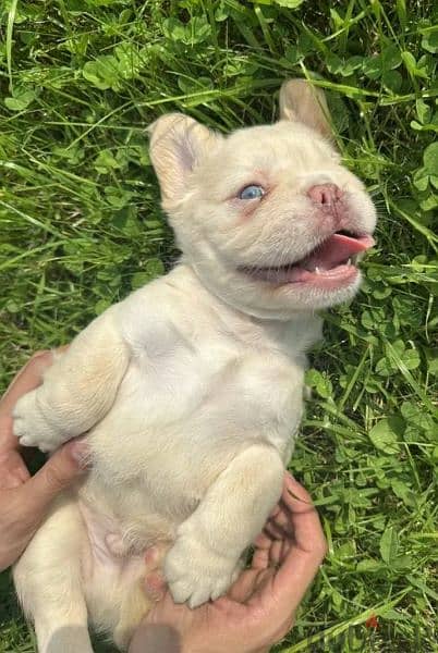 French bulldog puppy fluffy boy from Russia 8