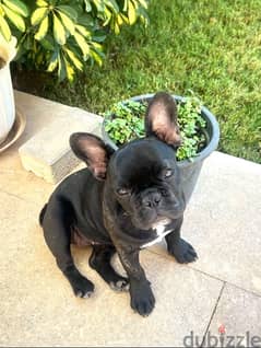 french bulldog 0