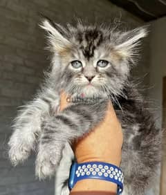 Maine Coon Male From Russia