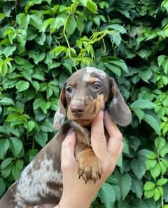 Dachshund puppy marble chocolate Male From Russia