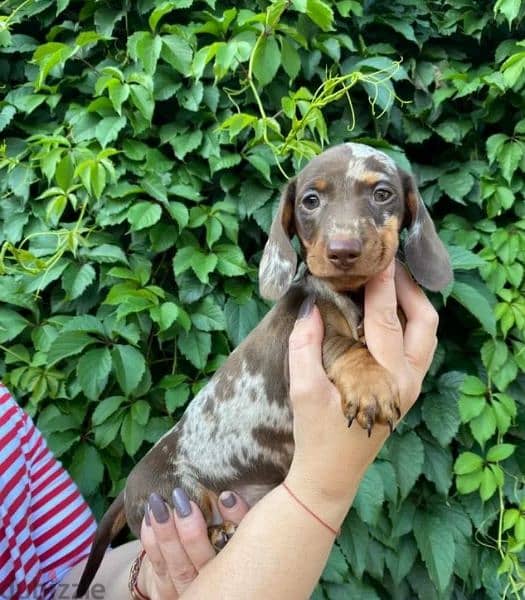 Dachshund puppy marble chocolate Male From Russia 1