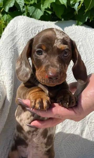 Dachshund puppy marble chocolate Male From Russia 2