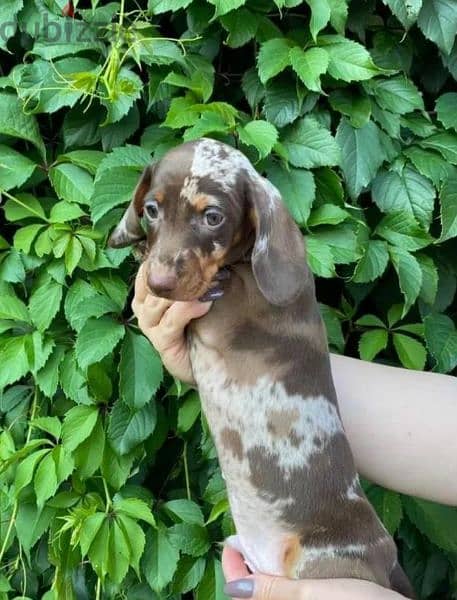 Dachshund puppy marble chocolate Male From Russia 4