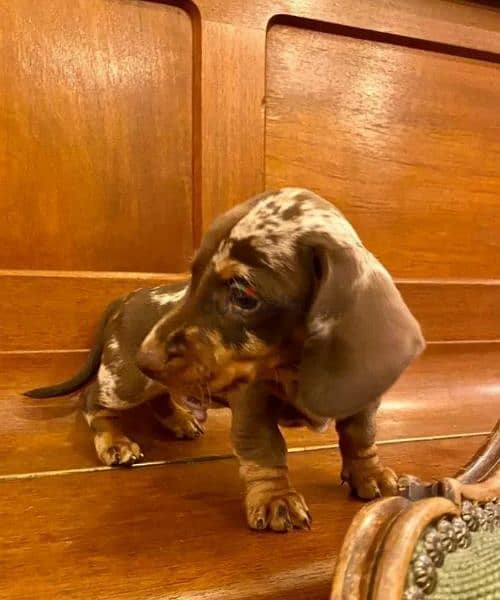 Dachshund puppy marble chocolate Male From Russia 6