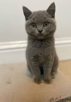 British shorthair kittens- male / females