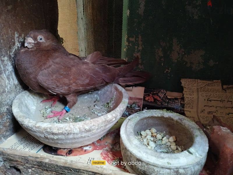 دكر احمر مستوى عالي جدا جدا جدا شغال ماشاءالله الله اكبر مفهوش غلطه 1