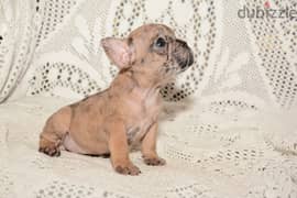 Top Quality French bulldog Puppies Merle Imported parents