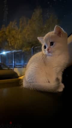 British Shorthair blue golden ay12