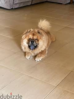 dog chow chow