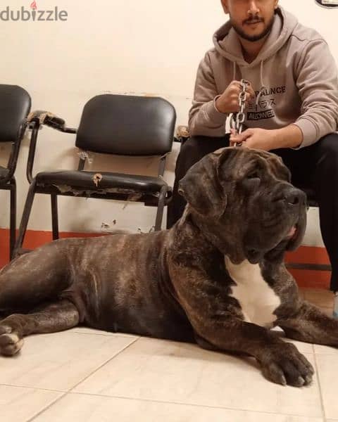 presa canario بريسا كناريو 0