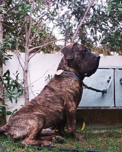 presa canario بريسا كناريو 1