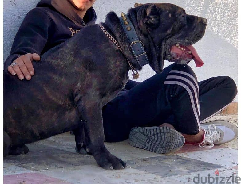 presa canario بريسا كناريو 3