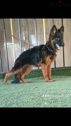 جيرمن شيبرد German shepherd