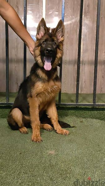 جيرمن شيبرد German shepherd 1