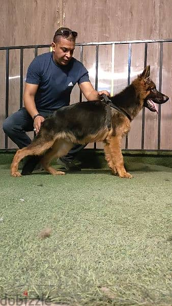 جيرمن شيبرد German shepherd 2