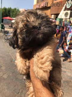 ( Havanese puppies) هافنيز بابي 0