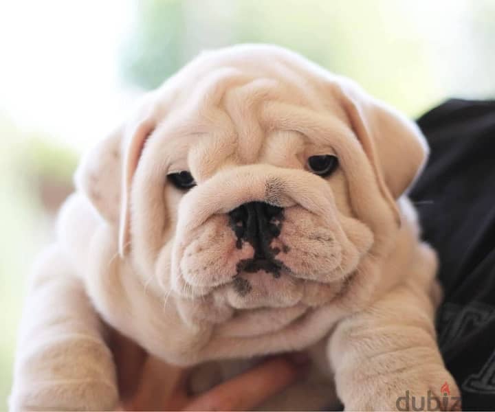 English Bulldog white color with Pedigree FCI from Europe 1