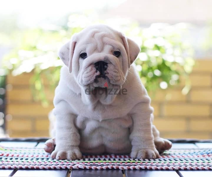 English Bulldog white color with Pedigree FCI from Europe 2