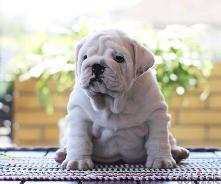 English Bulldog white color with Pedigree FCI from Europe 3