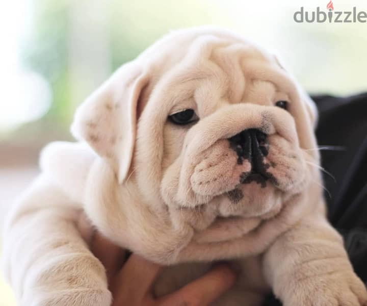 English Bulldog white color with Pedigree FCI from Europe 4