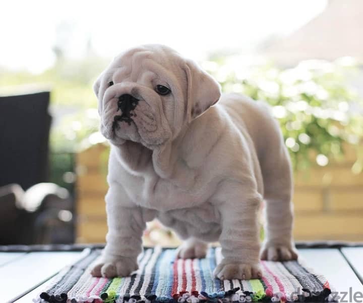 English Bulldog white color with Pedigree FCI from Europe 7