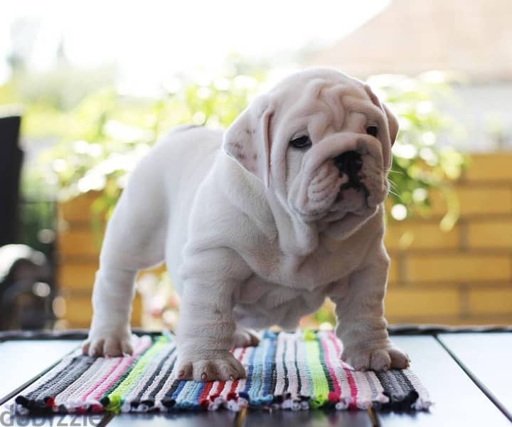 English Bulldog white color with Pedigree FCI from Europe 8