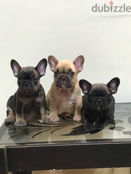 french bulldog 3