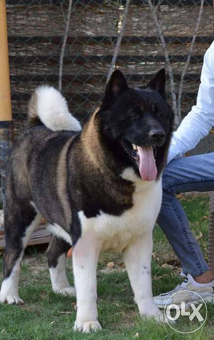 American best sale akita male