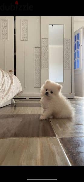 pomarenian puppy    بومارنين 0