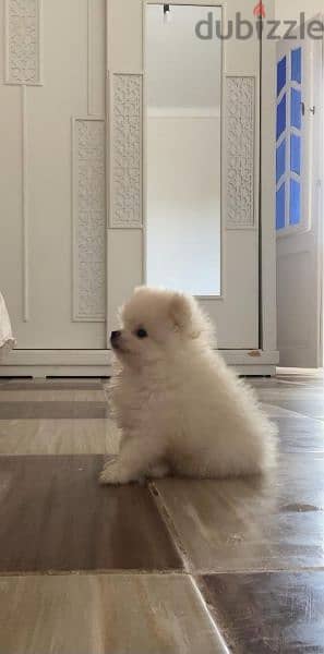 pomarenian puppy    بومارنين 2