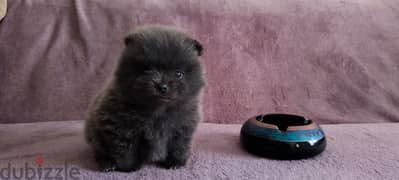 pomeranian spitz available