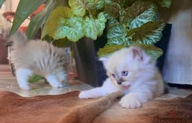 ragdoll kittens 40 days  كيتن راغدول ٤٠ يوم