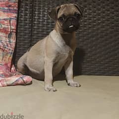 pug puppy