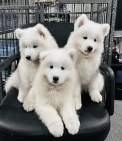 سامويدsamoyed puppies