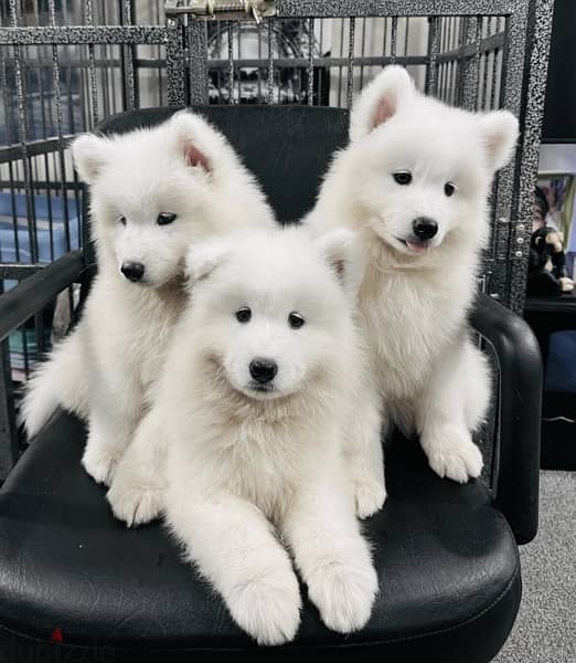 سامويدsamoyed puppies 0