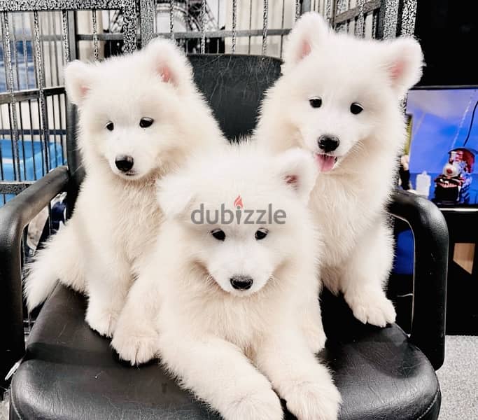 سامويدsamoyed puppies 1