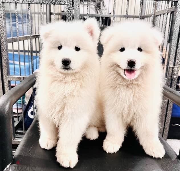 سامويدsamoyed puppies 2