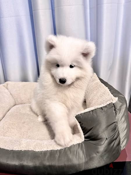 سامويدsamoyed puppies 3