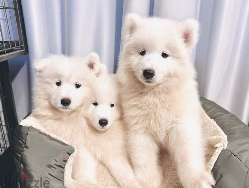 سامويدsamoyed puppies 4