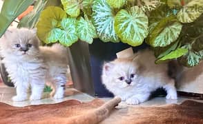 pure ragdoll kittens , راغدول بيور ٤٠ يوم